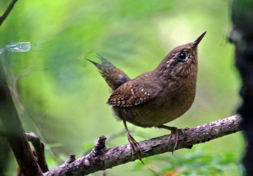 Wren